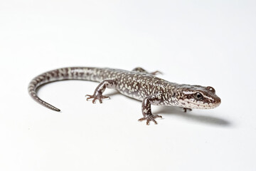 Close-up of a small spotted lizard on a white background
