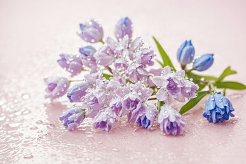 Delicate Purple Flowers with Dew Drops on Pink Background