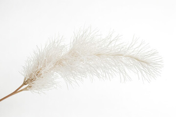 Obraz premium White Pampas Grass Branch On White Background