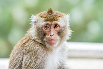 Obraz premium Closeup Portrait of a Curious Monkey