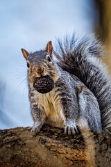 squirrel with nuts on a tree