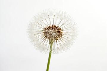 White Dandelion on White Background