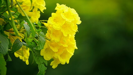 Yellow Tabebuia aurea flowers bloom on the tree