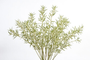 Fototapeta premium Green foliage on white background