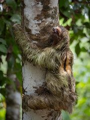 Three-toed sloth in the rainforest of Costa Rica © Harry Collins
