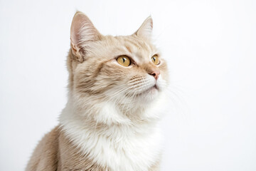 Obraz premium Close-up of a Cream and White Cat's Face