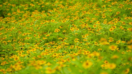 Melampodium paludosum flowers bloom in the garden