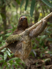 Three-toed sloth in the rainforest of Costa Rica © Harry Collins