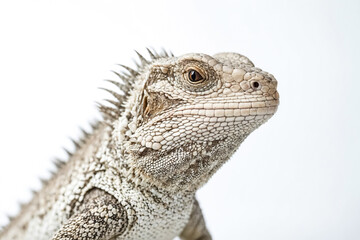 Obraz premium Close-Up of a Lizard's Head with a White Background