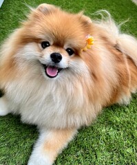 A Pomeranian with brown fluffy fur. It has a stuffed animal-like face.　He is a very cute dog with...