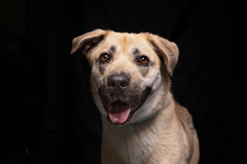 Obraz premium cute dog on an isolated background in a studio shot