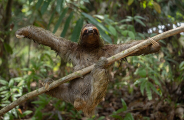 Fototapeta premium Three-toed sloth in the rainforest of Costa Rica