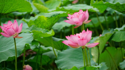 Lotus flowers bloom on the water