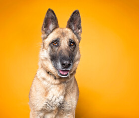 cute dog on an isolated background in a studio shot