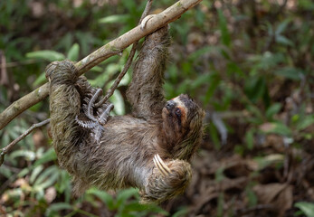 Obraz premium Three-toed sloth in the rainforest of Costa Rica