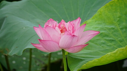 Lotus flowers bloom on the water