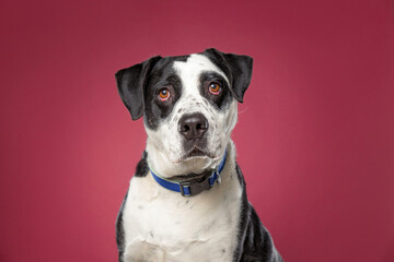 cute dog on an isolated background in a studio shot