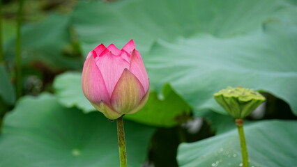 Lotus flowers bloom on the water