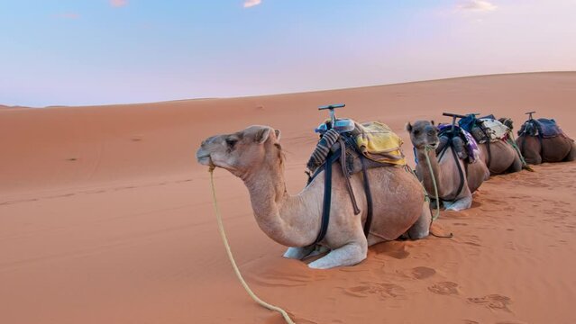 Camels in desert tour in Merzouga, Morocco, Erg Chebbi dunes and path for camping in the Sahara to stay overnight in Berber desert camp