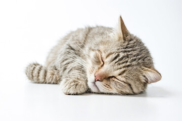Fototapeta premium Sleeping Tabby Cat on White Background