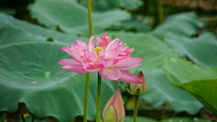 Lotus flowers bloom on the water