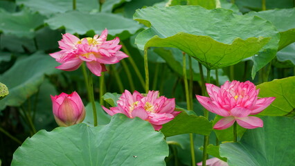 Lotus flowers bloom on the water