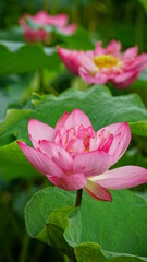 Lotus flowers bloom on the water