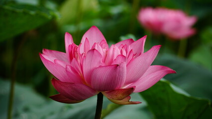 Fototapeta premium Lotus flowers bloom on the water
