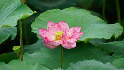 Fototapeta premium Lotus flowers bloom on the water