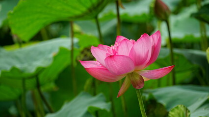 Fototapeta premium Lotus flowers bloom on the water