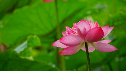 Lotus flowers bloom on the water