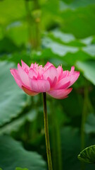 Fototapeta premium Lotus flowers bloom on the water