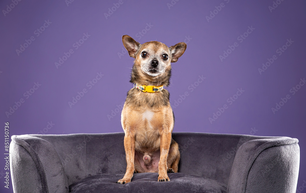 Sticker cute dog on an isolated background in a studio shot