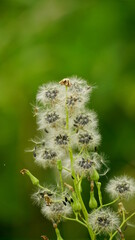 Close-up of Lactuca biennis flower