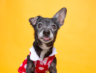 cute dog on an isolated background in a studio shot