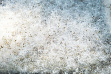 Lot of dandelions seed. Fluff of blowballs close up.