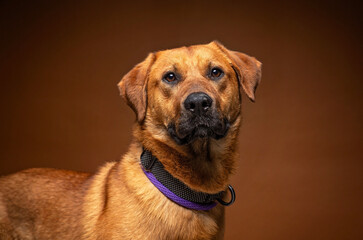 Obraz premium cute dog on an isolated background in a studio shot