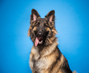 cute dog on an isolated background in a studio shot