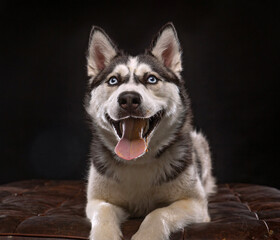 cute dog on an isolated background in a studio shot