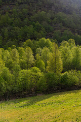 Skjolden - Norway - May 16 - 2023 - Trees