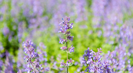 Purple lavender bloom in nature. Composition of nature. Summer blooming flower. Blooming flower field. Field of lavender. Lavender flowers in summer. France Provence lavender field. Macro