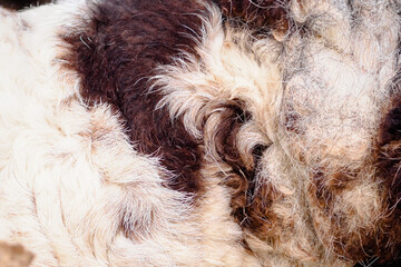 Naklejka premium Goat fur seen close up, for abstract background or texture