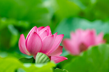 美しいピンクの蓮の花