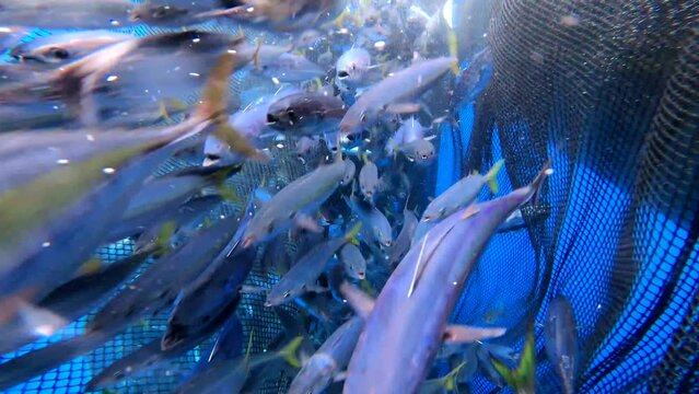 Caught fish in nets from deep blue ocean. Industry thrives on caught fish in nets culinary treasure. 4K.