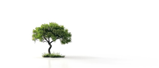 Obraz premium tree with blossoming leaves, isolated against a white background, evoking the beauty and freshness of the spring season in nature