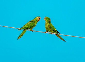 The fight of the parrots