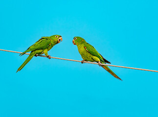 The fight of the parrots