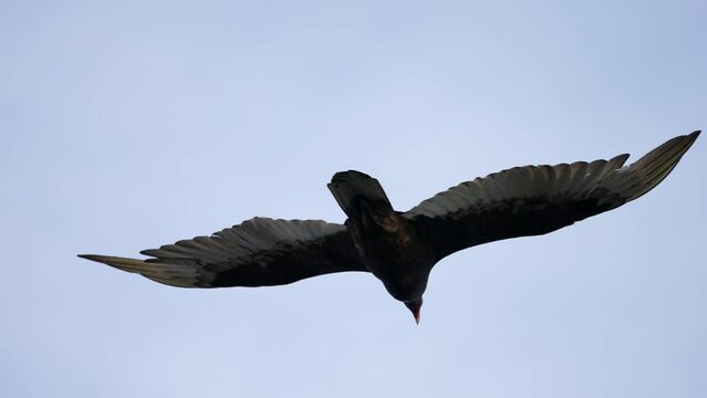 close up of turkey vulture soaring and riding the air currents