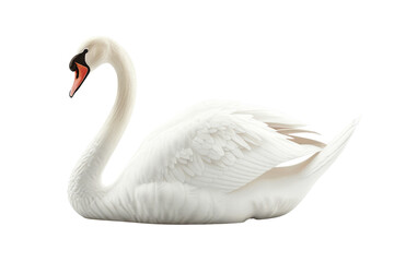 Fototapeta premium Elegant white swan gracefully floats on water, showcasing its beautiful feathers and serene demeanor. Perfect for nature and wildlife themes.