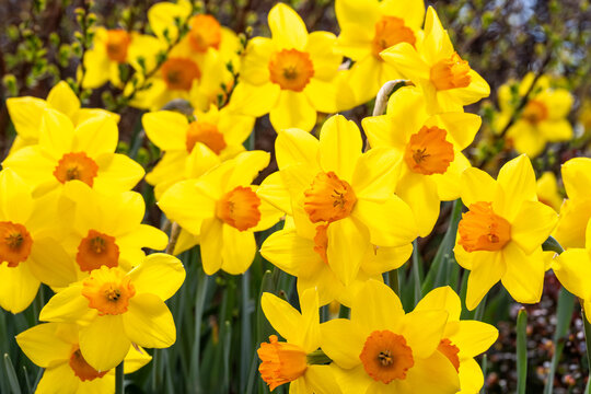 Closeup of classic cheerful bright yellow and orange daffodils backlit by the sun in a spring garden, as a nature background
